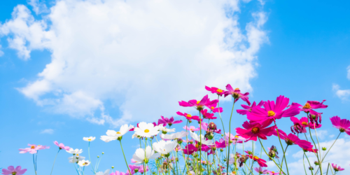 秋の青空とコスモスの花