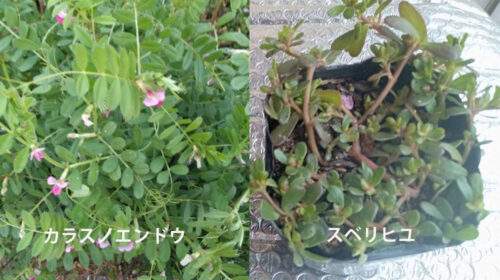 野草カラスノエンドウ（左）とスベリヒユ（右）