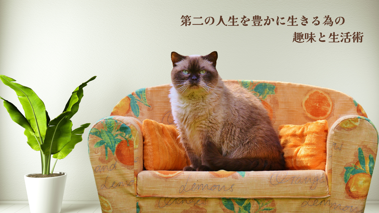 ソファーでくつろぐ猫と緑の鉢植え